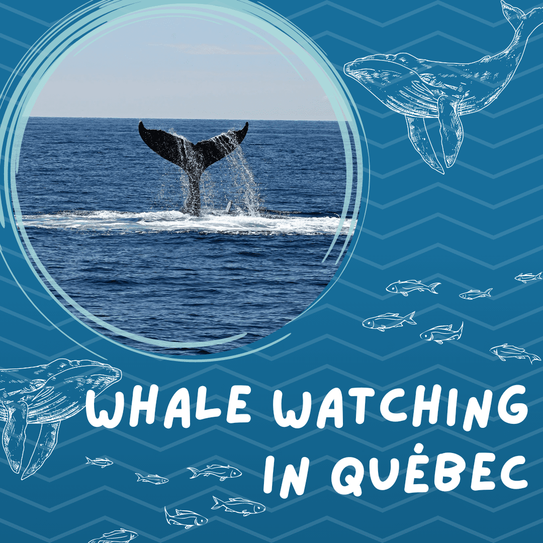Whale watching weekend getaway 